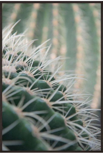 PLAKAT MACRO CACTUS